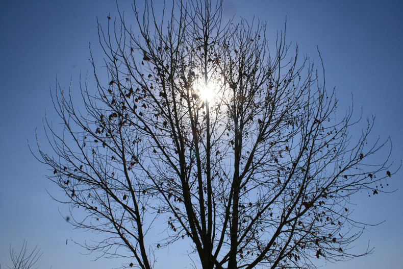 tree with sun
