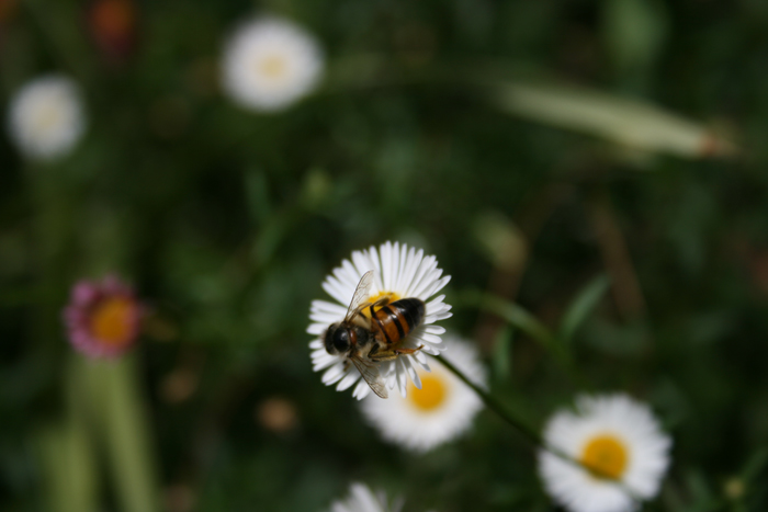 Bee Pollination.