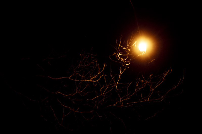 night light on a tree
