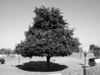 Orange Tree