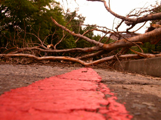 The Tree & The Road