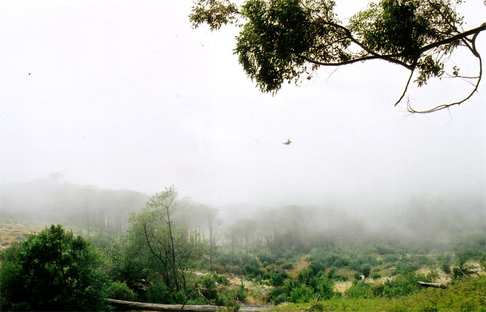 Misty Mountain