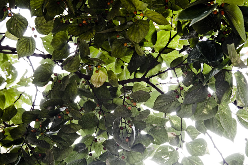 looking up the tree