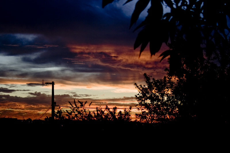 sunset through the trees