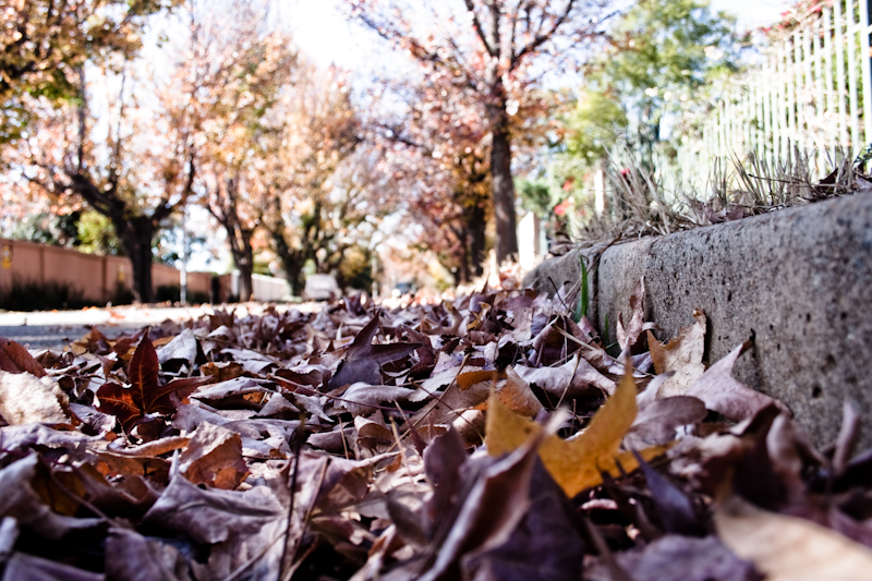 leaves on a street